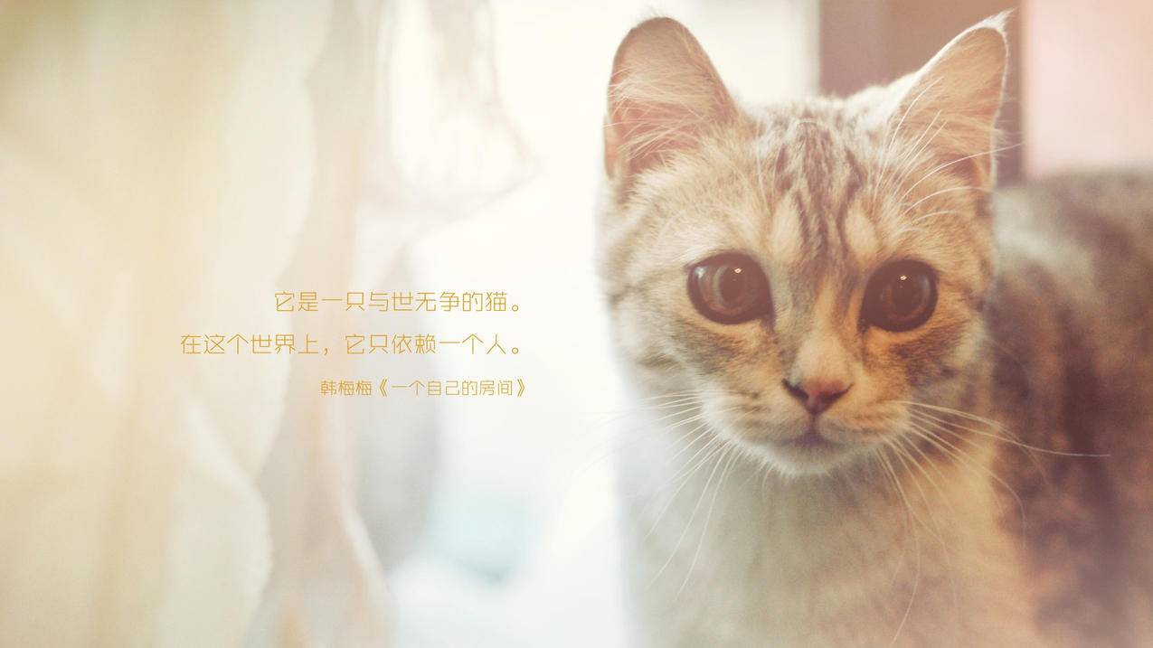 网红商城